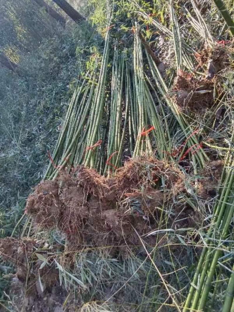 精选颖上移植竹子苗成活率高价格电议量大从优