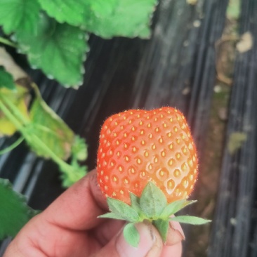代收隋珠草莓