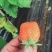 代收隋珠草莓