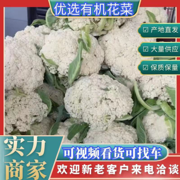 【推荐】万亩蔬菜基地有机花白面青梗松花，全国接单发货