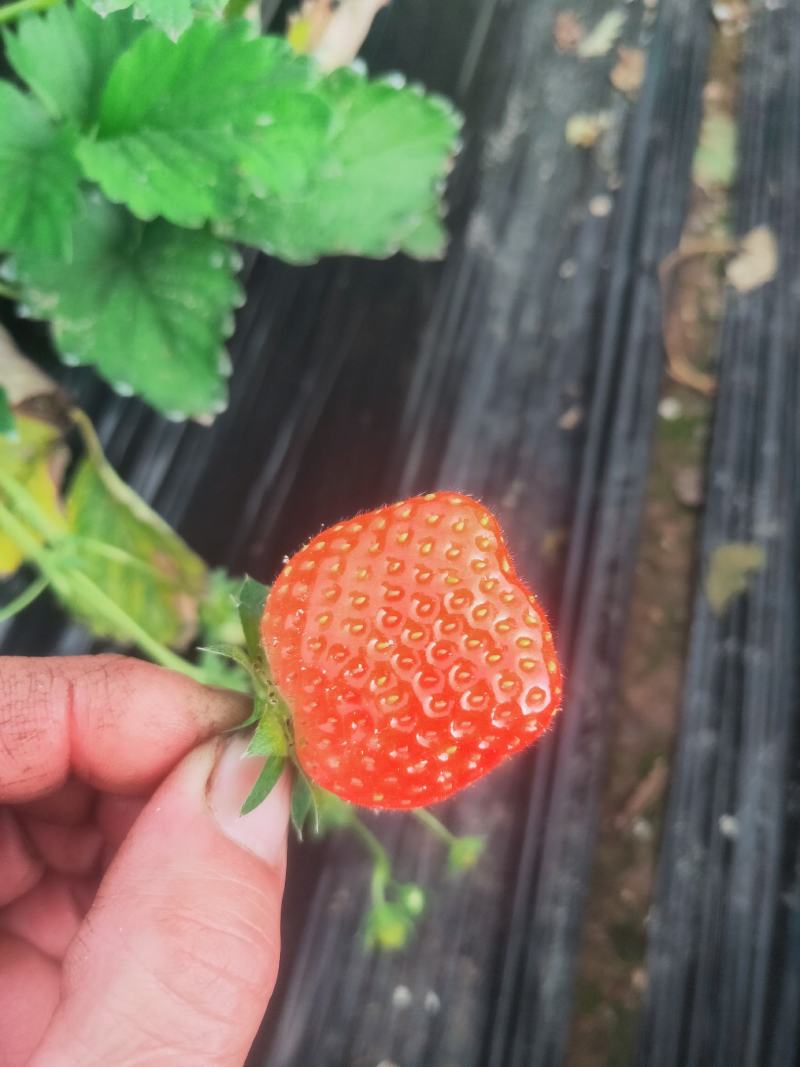 代收隋珠草莓