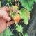代收隋珠草莓