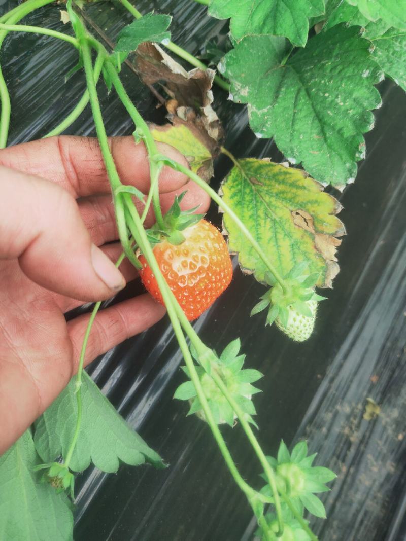 代收隋珠草莓