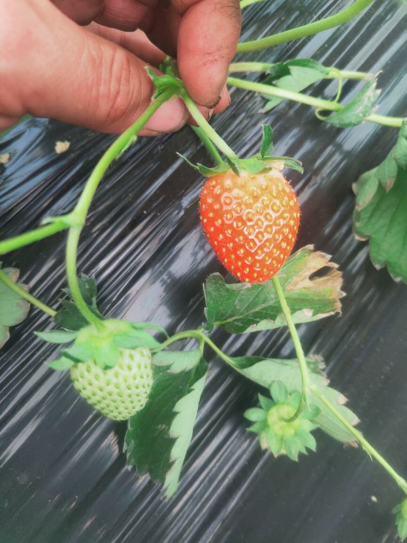 代收隋珠草莓