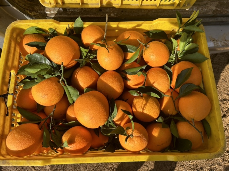 广西纽荷尔脐橙口感纯甜汁水充足果面干净产地直供