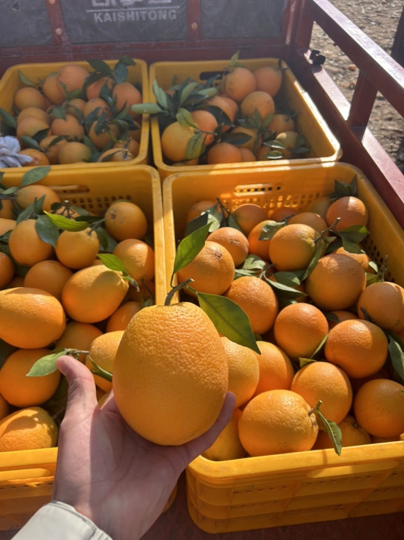 广西纽荷尔脐橙口感纯甜汁水充足果面干净产地直供