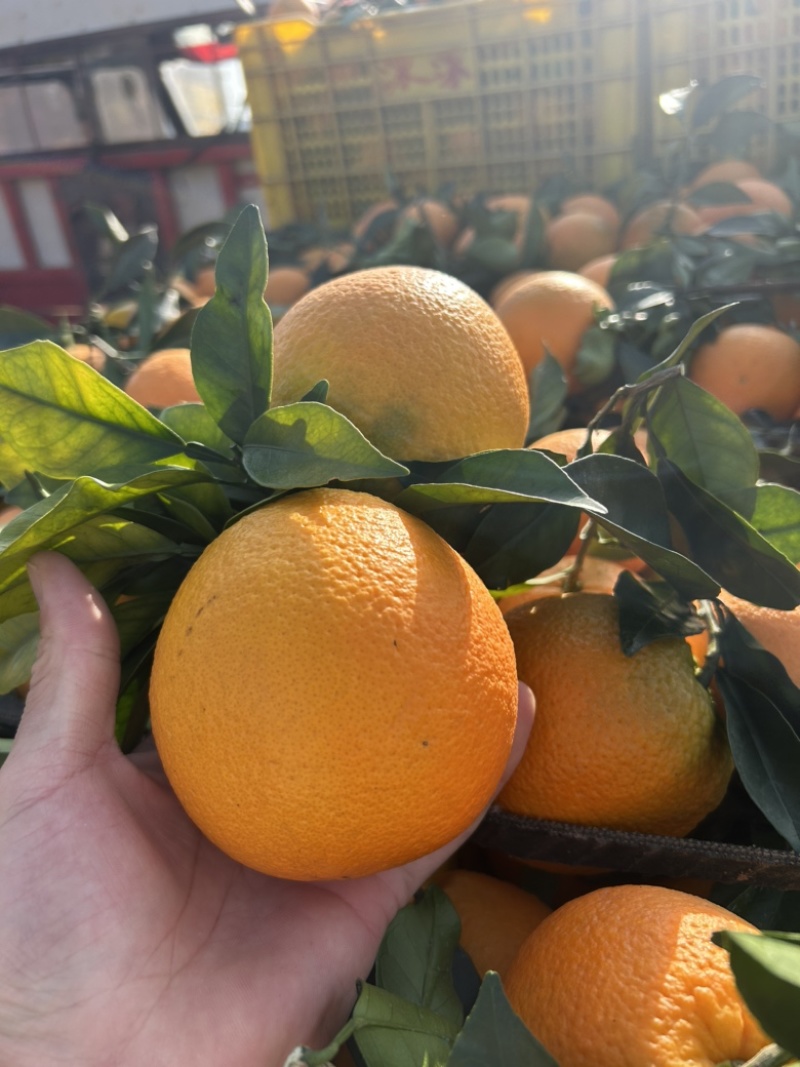 广西纽荷尔脐橙口感纯甜汁水充足果面干净产地直供