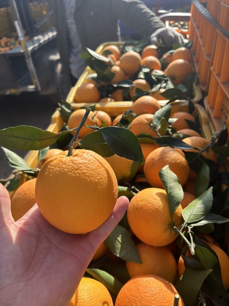 广西纽荷尔脐橙口感纯甜汁水充足果面干净产地直供