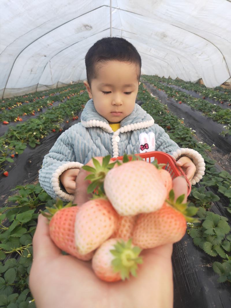 奶油草莓