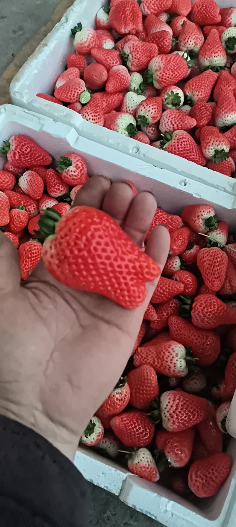 奶油草莓
