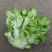 新鲜儿菜，现砍现发