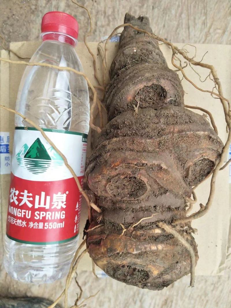 粉质高杆滇重楼，重楼块茎鲜货