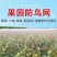 防鸟网葡萄园蓝莓园樱桃园鱼塘等防鸟用网可以视频看货