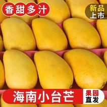 【海南小台芒】海南金大芒果新鲜水果整箱批发