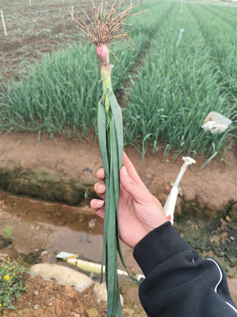云南省曲靖市麒麟区蒜苗价格合适需要的来。