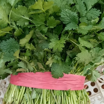 精品大棚香菜大量上市有需要的联系