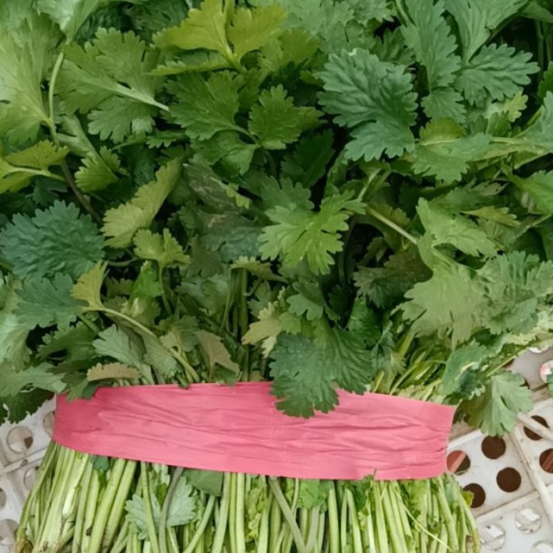精品大棚香菜大量上市有需要的联系