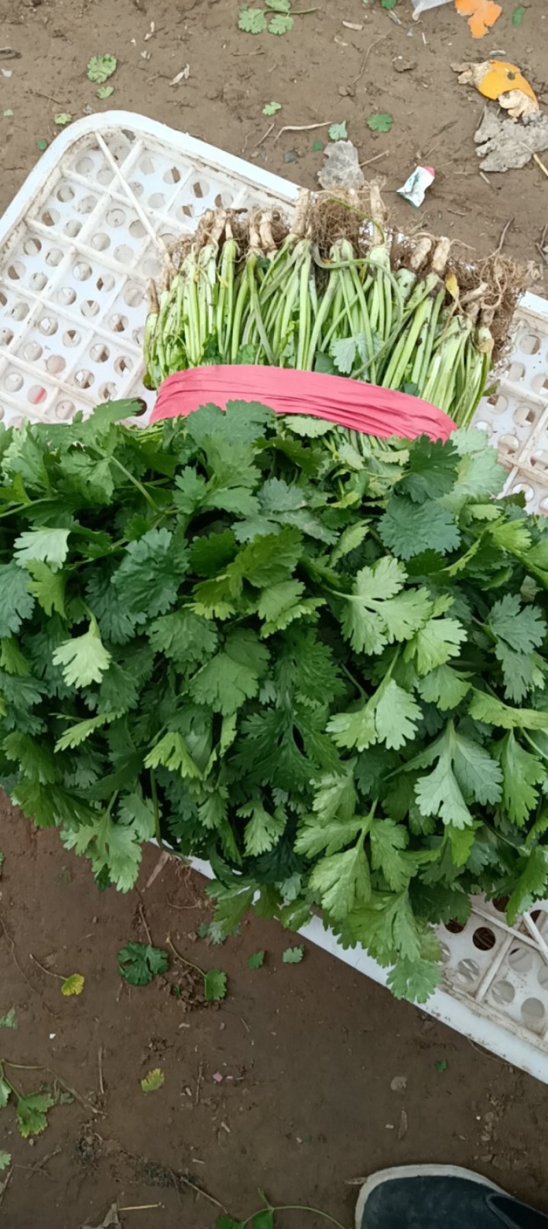 精品大棚香菜大量上市有需要的联系