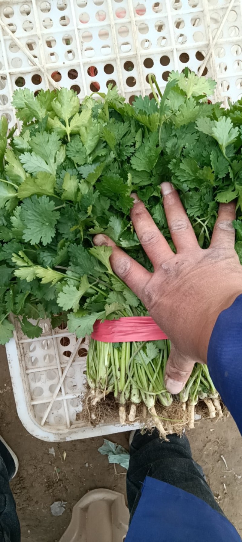 精品大棚香菜大量上市有需要的联系