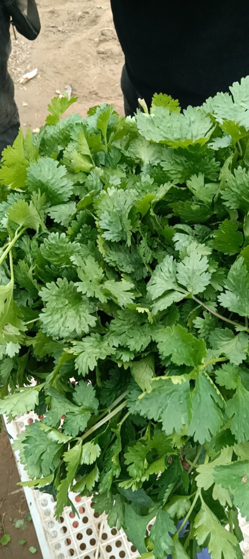 精品大棚香菜大量上市有需要的联系