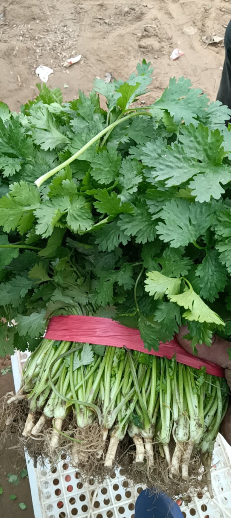 精品大棚香菜大量上市有需要的联系
