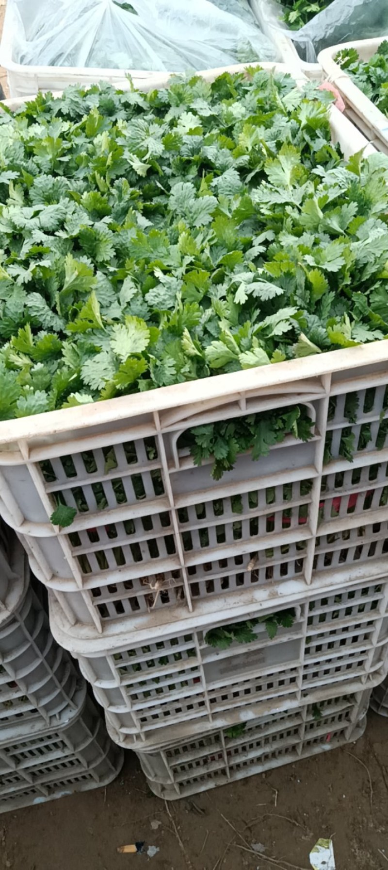 精品大棚香菜大量上市有需要的联系