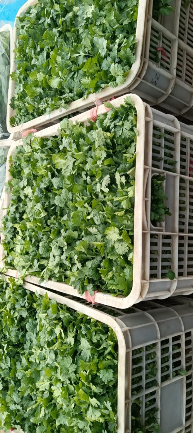 精品大棚香菜大量上市有需要的联系