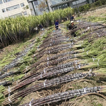 自家种植甘蔗