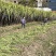 自家种植甘蔗