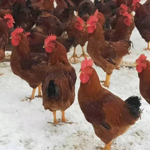 安徽河南地区红玉380鸡苗包运输包成活纯种快大型鸡苗
