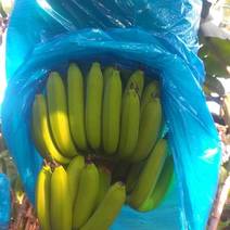 广东省博罗县香蕉一手货源，产地直销，价格，欢迎咨询