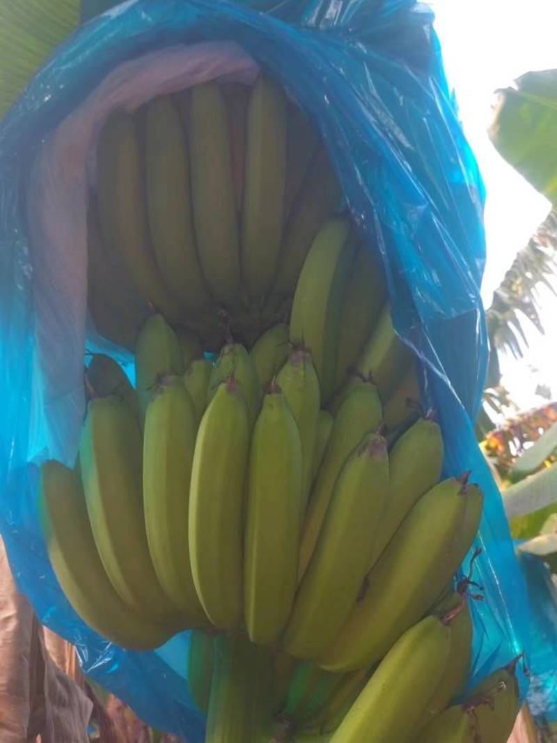 广东省博罗县香蕉一手货源，产地直销，价格优惠，欢迎咨询