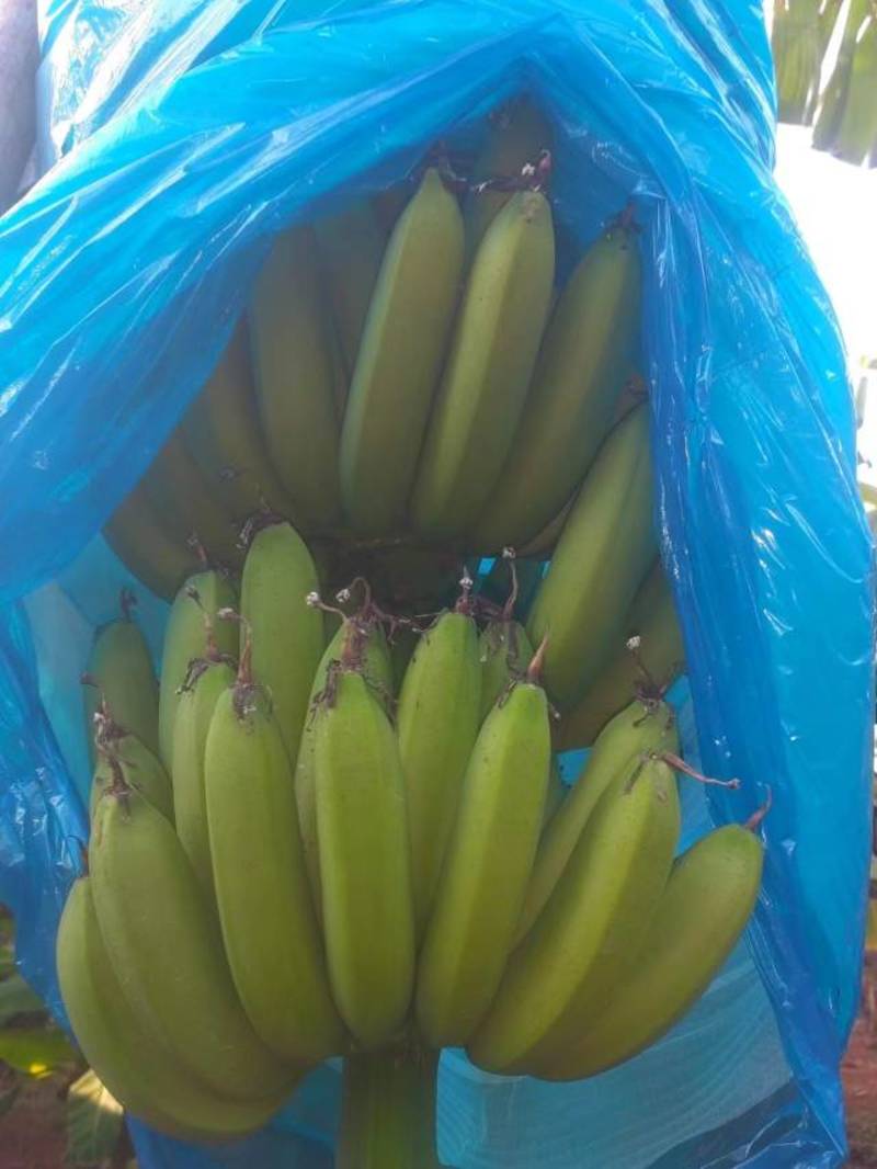 广东省博罗县香蕉一手货源，产地直销，价格优惠，欢迎咨询