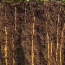 温县铁棍山药