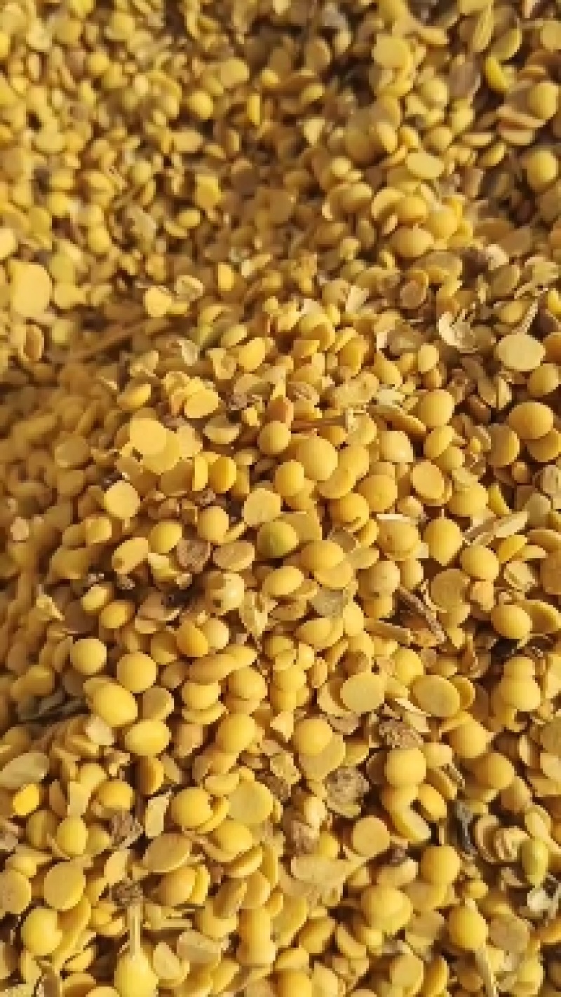 山东高温熟化碎黄豆，适合牛羊养殖，瓜果蔬菜大棚种地施肥