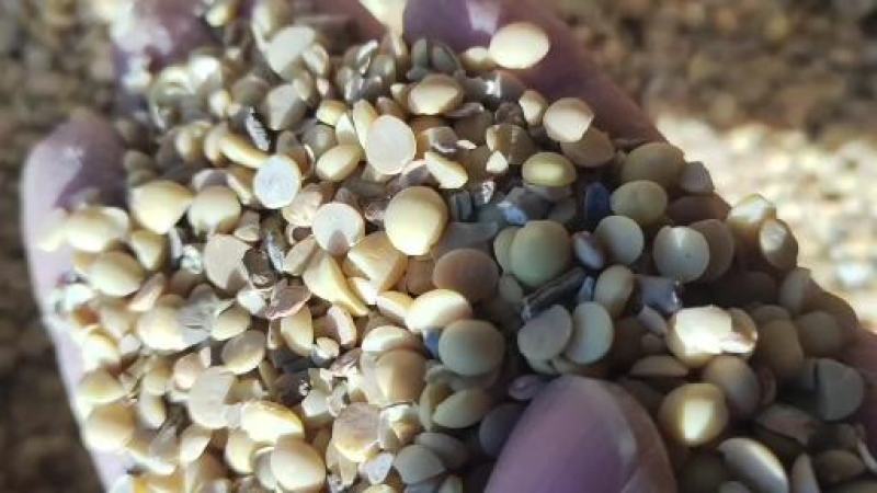 山东高温熟化碎黄豆，适合牛羊养殖，瓜果蔬菜大棚种地施肥