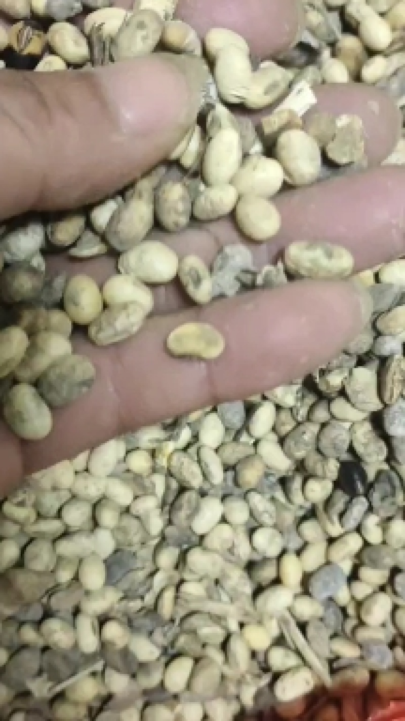 山东高温熟化碎黄豆，适合牛羊养殖，瓜果蔬菜大棚种地施肥