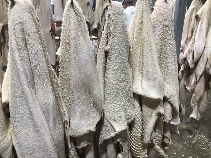 【半成品牛肚】批发50斤水煮牛肚子半成品牛肚