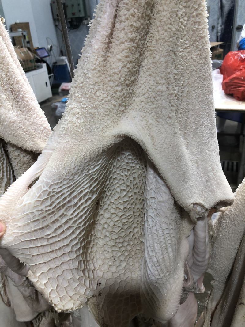 【半成品牛肚】批发50斤水煮牛肚子半成品牛肚