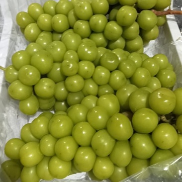 阳光玫瑰葡葡