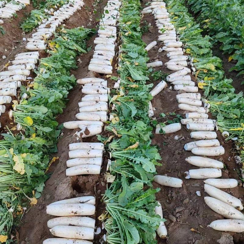 白萝卜一手货源供应市场加工厂酱菜厂大量有货大量从优