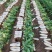 白萝卜一手货源供应市场加工厂酱菜厂大量有货大量从优