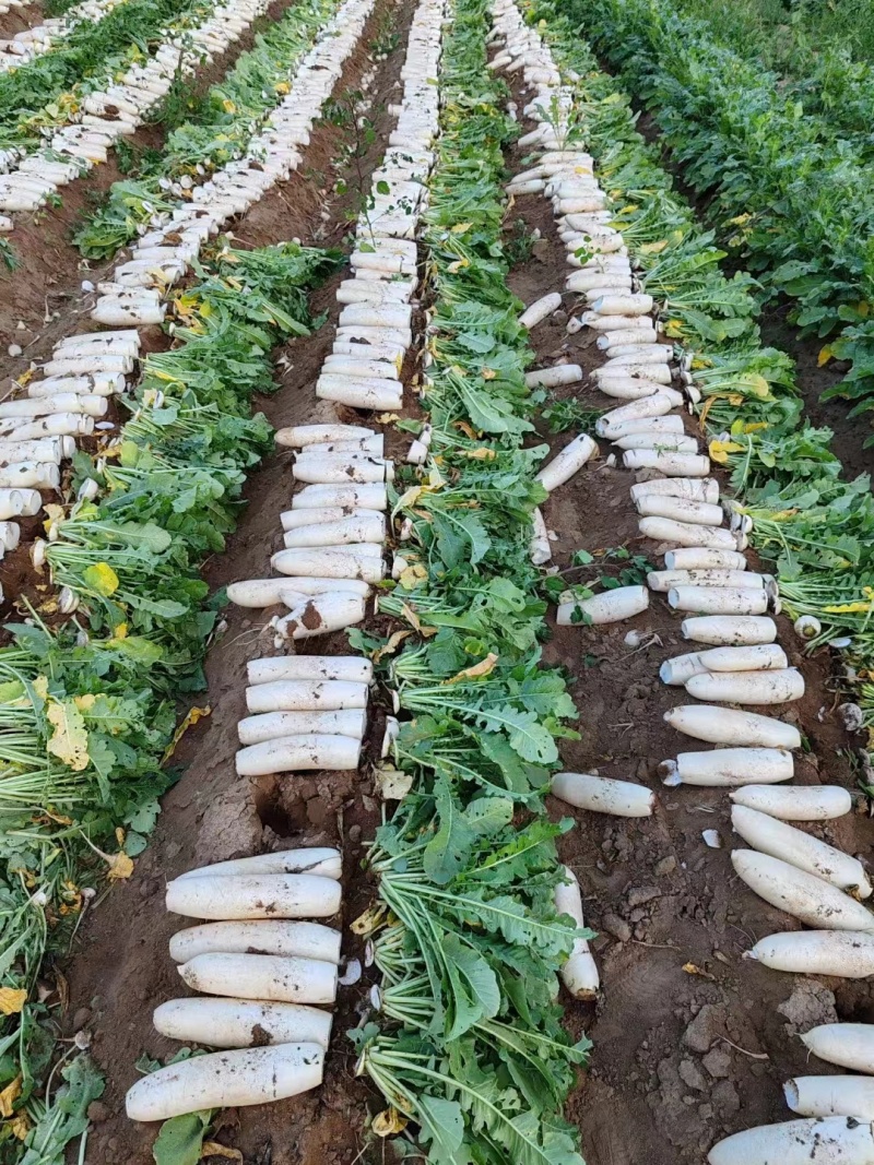 白萝卜一手货源供应市场加工厂酱菜厂大量有货大量从优