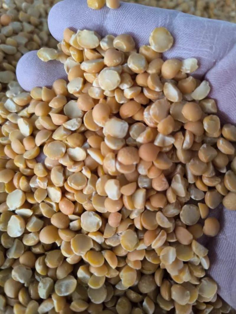 山东干豌豆适用于各种饲料添加，欢迎老板前来选购