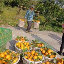 【精品】重庆脐橙纽荷尔脐橙一手货源果园现货视频