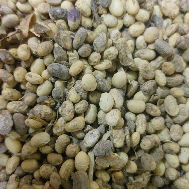 山东霉变黄豆，适用于各种农作物底肥，肥效持久营养丰富