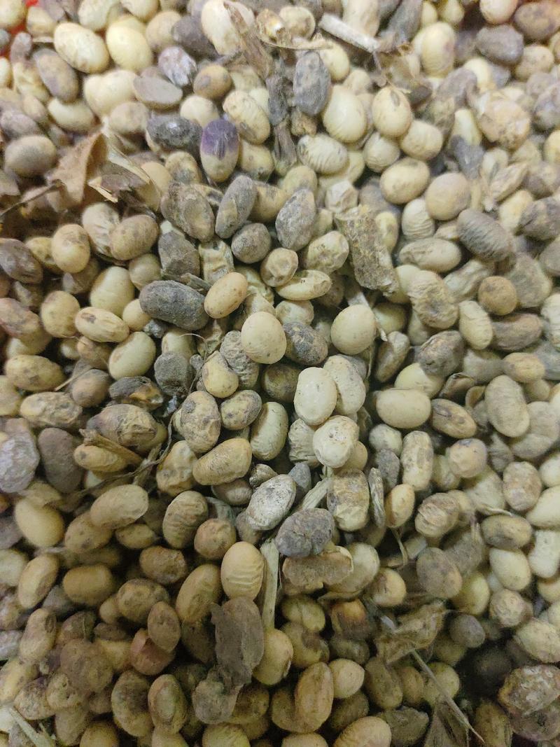 山东霉变黄豆，适用于各种农作物底肥，肥效持久营养丰富
