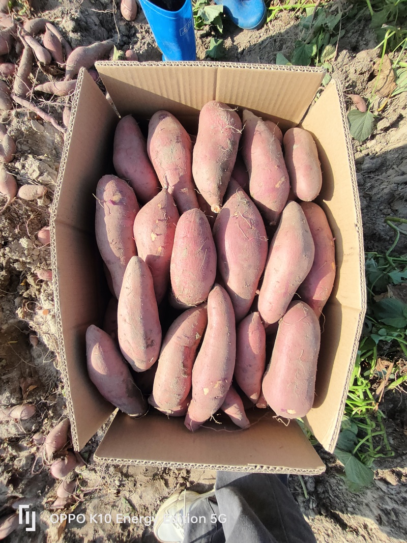 广东西瓜红大量上市供应，精品，电商，加工薯规格
