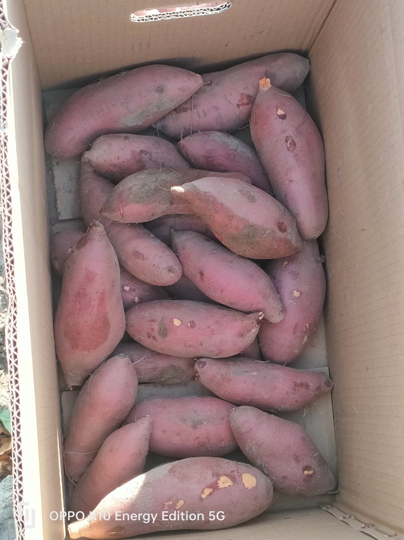 广东西瓜红大量上市供应，精品，电商，加工薯规格