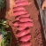 西瓜红蜜薯